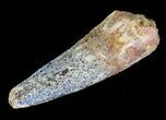 Bargain, Spinosaurus Tooth - Real Dinosaur Tooth #63653-1